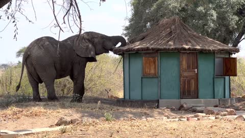 African Elephants - Ruaha National Park - Iringa - Tanzania - Elephant reaches for sweet treat!