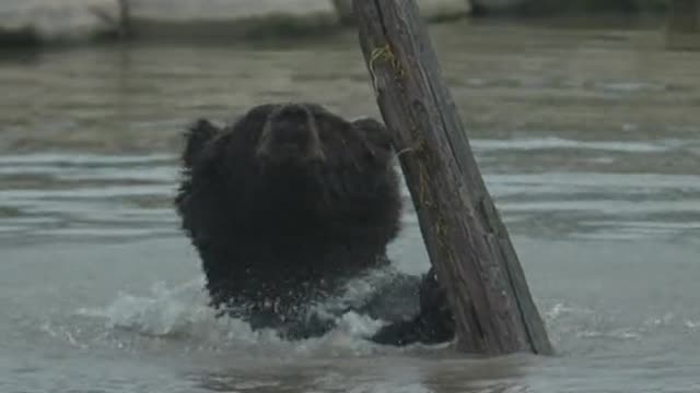 The panda