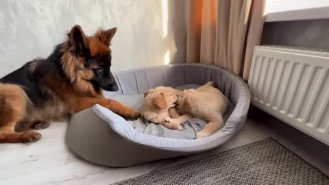 German Shepherd Treats Golden Retriever Puppies Like His Own