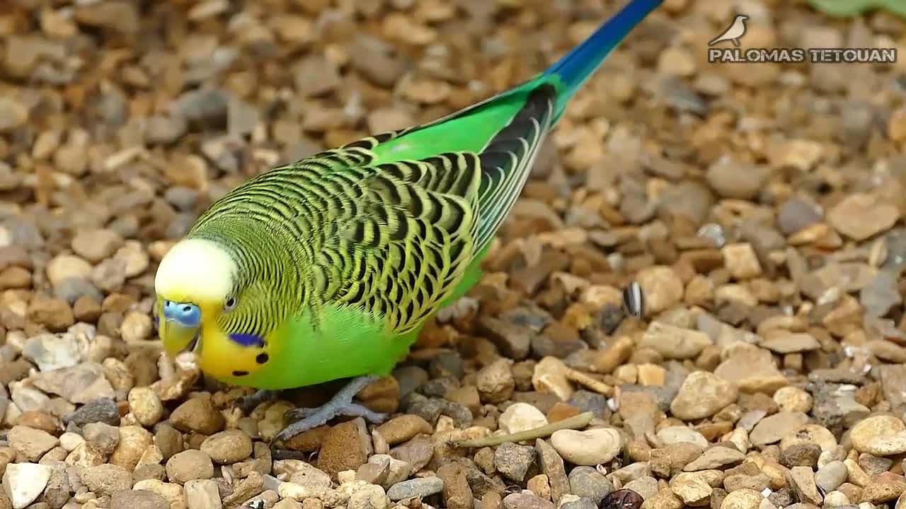 budgie