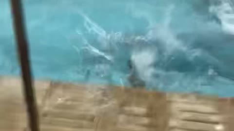 Corgi Coach Falls in the Pool at Swim Practice