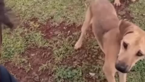 Very funny cat and dog video 😆😆😆