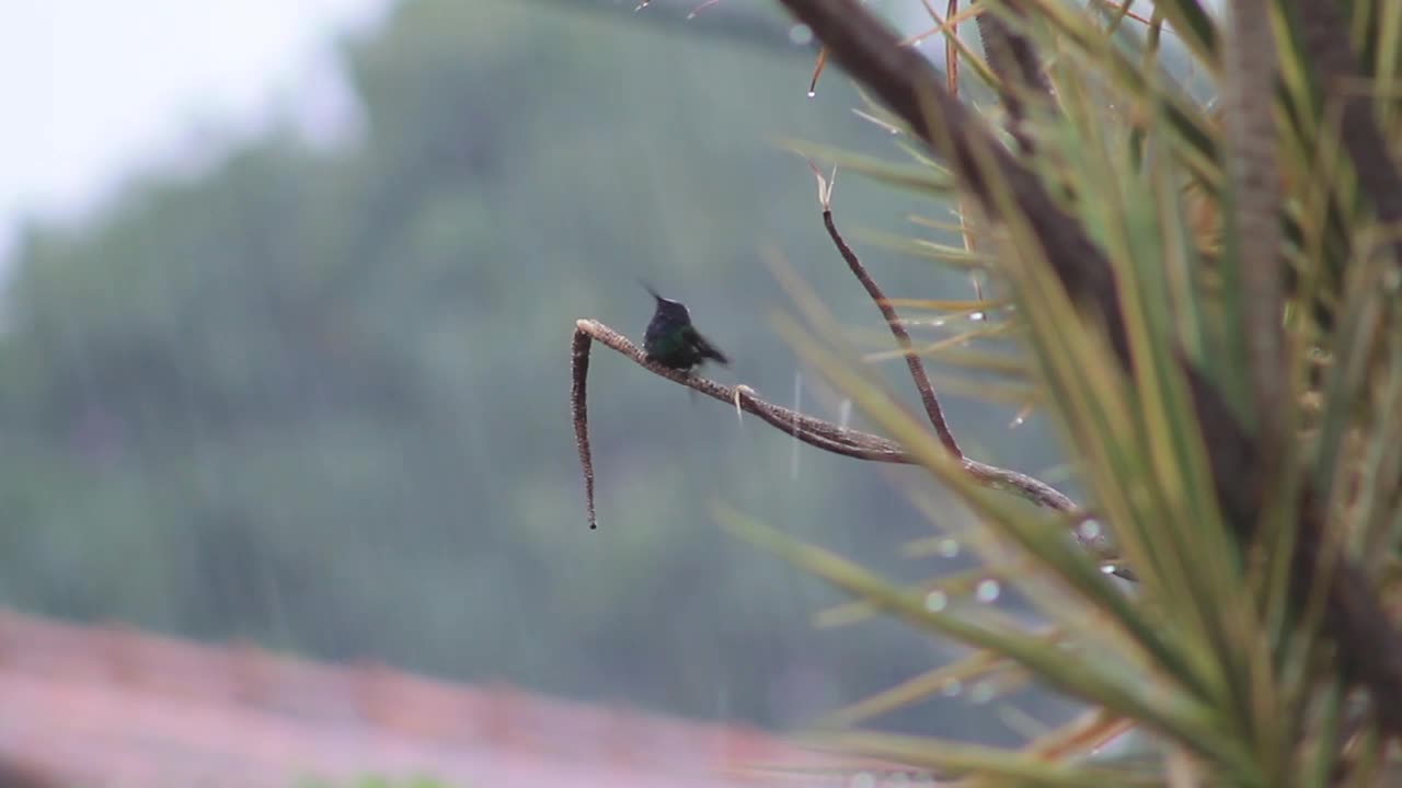 A small bird in a shower of rain