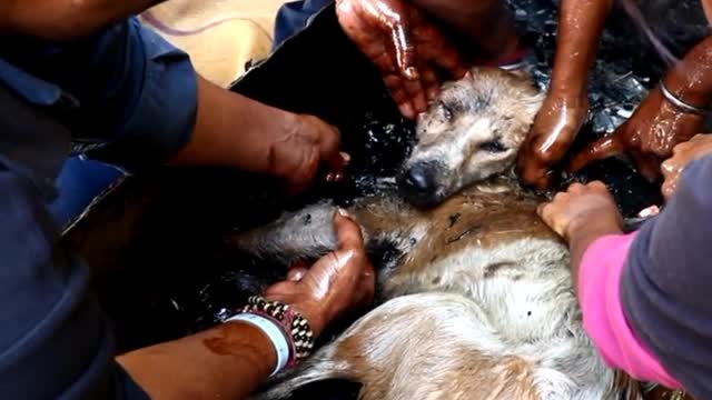 Dog turned rock-solid in tar drum rescued. Heart touching 💜