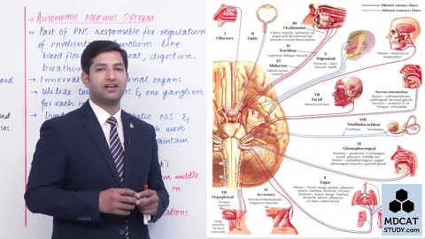 LEC#16 PERIPHERAL NERVOUS SYSTEM