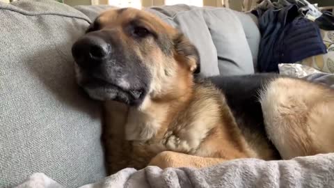 German Shepherd annoyed while cat caught in the middle