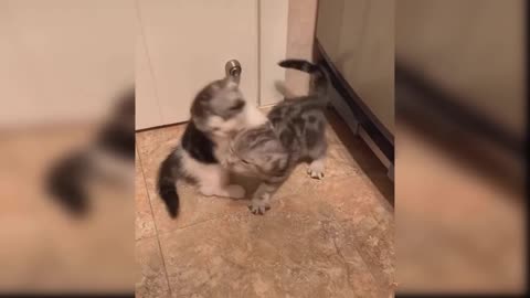 CUTE BABY CATS FIGHT #CUTE CATS