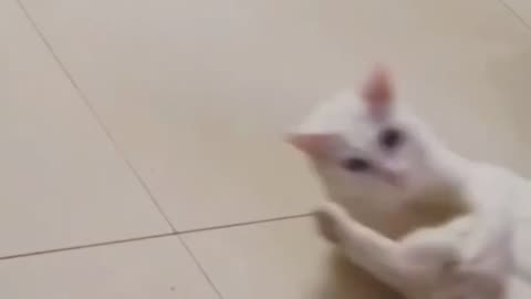 cat playing with his own tail