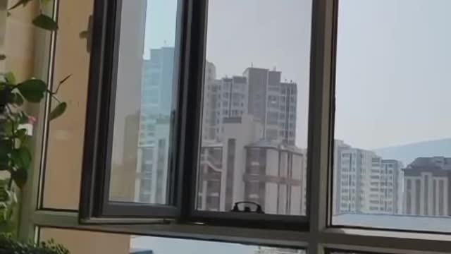 cat jumping on the window