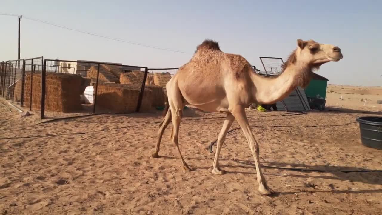 camels of uae beautiful