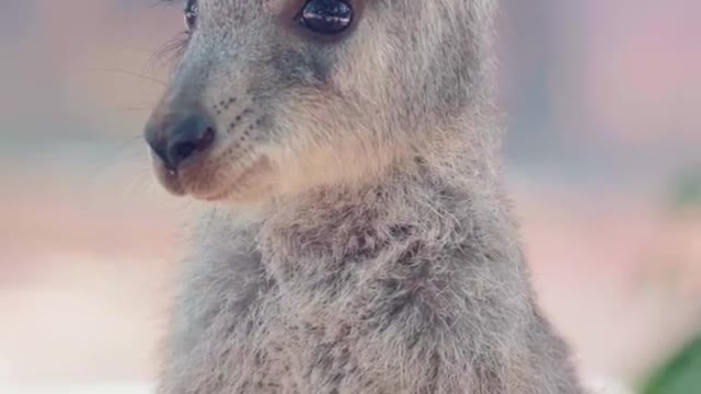 I'm here to sell cute kangaroos