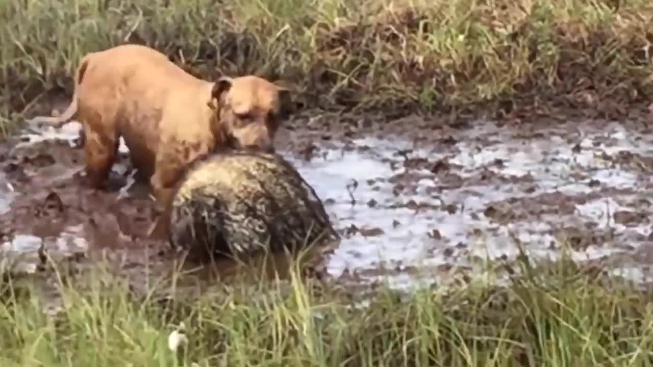 Porcupine Too Aggressive! Defeat Lion, Pitbull, Leopard-Most Amazing Moments Of Midnight Battles-10