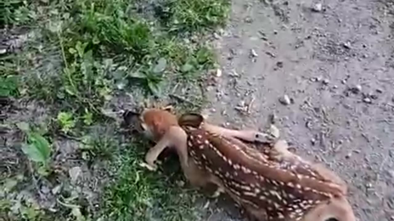 The Fawn Whisperer -baby deer in road, is it alive?