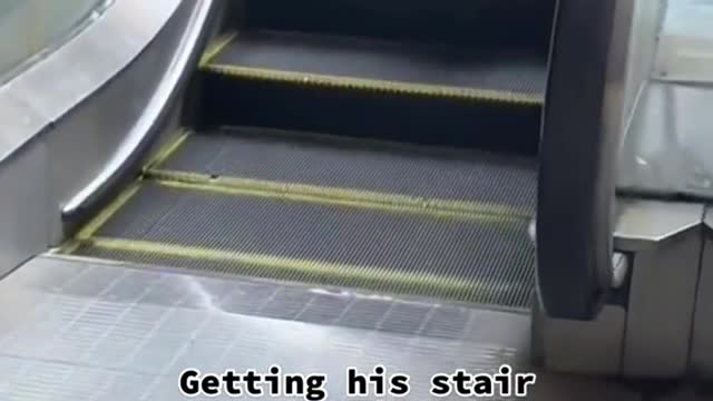 Getting his stair workout in