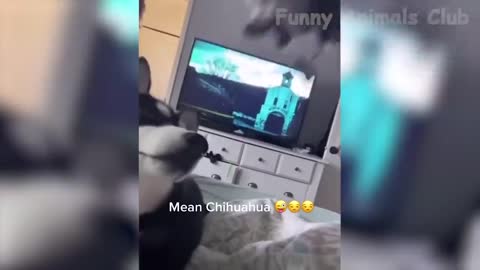 Funniest Animals Video of 2022