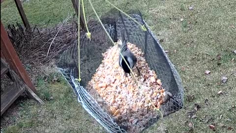 Black-capped Chickadee