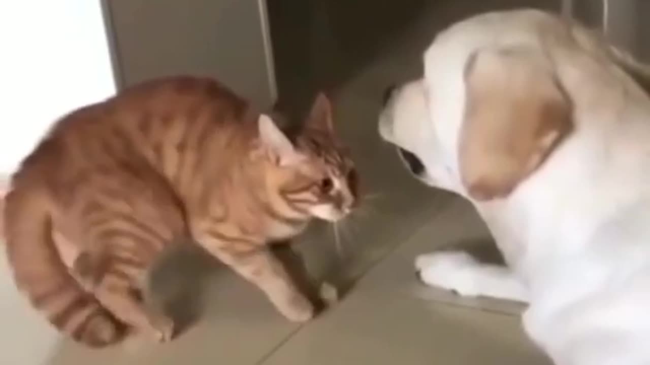 Cats Romance With dog Funnt cat videos