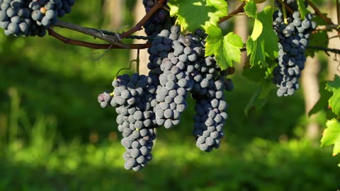 GRAPES HANGING IN THE TREES