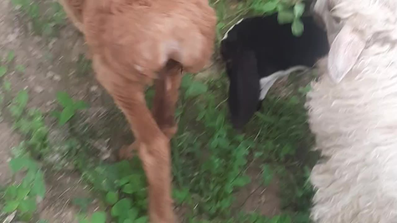 Animals love