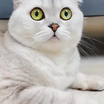 Viral funny cat videos 🙀🙀🙀🙀