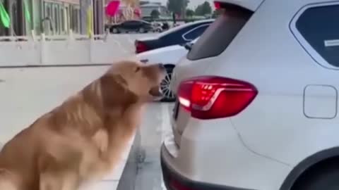 The Most popular Funny pet's #Funnydogs