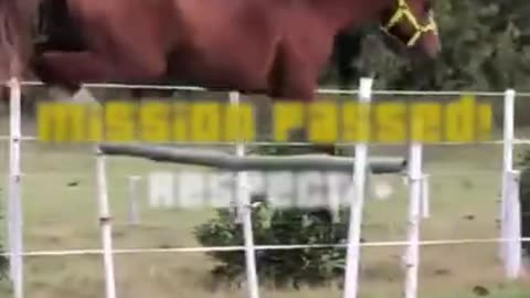 Totally Random Funny Horses 2023#