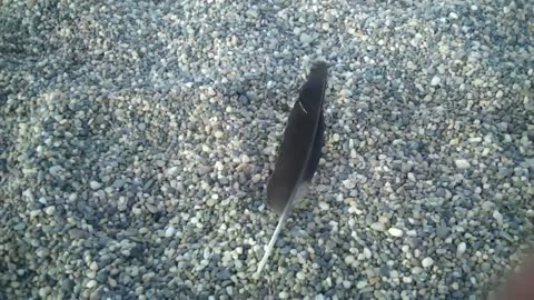 Season 2 , 49th metal detecting hunt of 2012 , Arctic light elementary playground