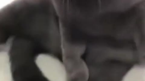 Cute Cat!