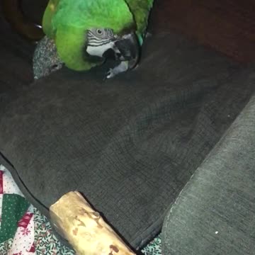 Sam the macaw doesn't want to go to bed