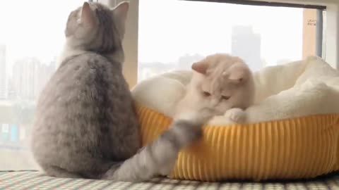 Cute Cats & Funny Cats 😍😍😅😅 #cats #reels #shorts #viral #pets #mmvcats