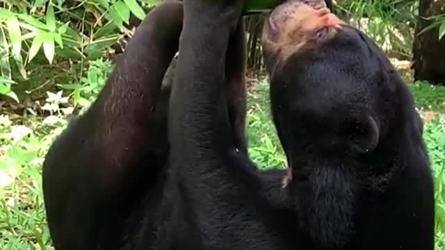 This clumsy bear, what is it eating
