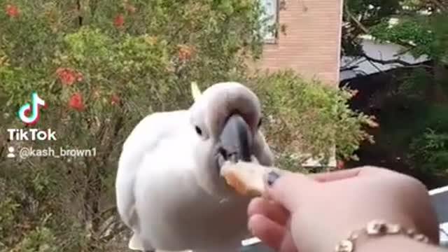 Cutest Cockatoos Ever!