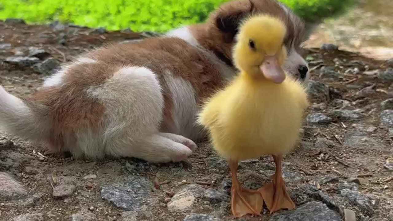 Puppy and cute duck real friendship in life