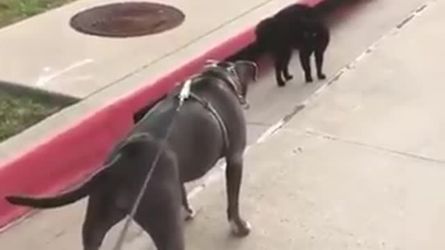 Cat and dog fighting 2021