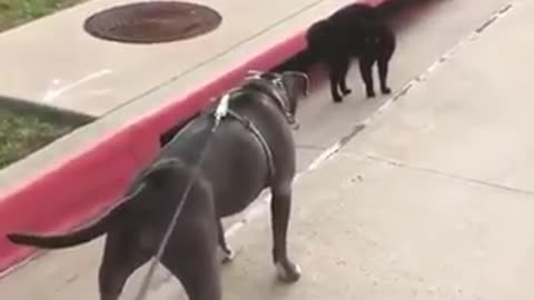 Cat and dog fighting 2021