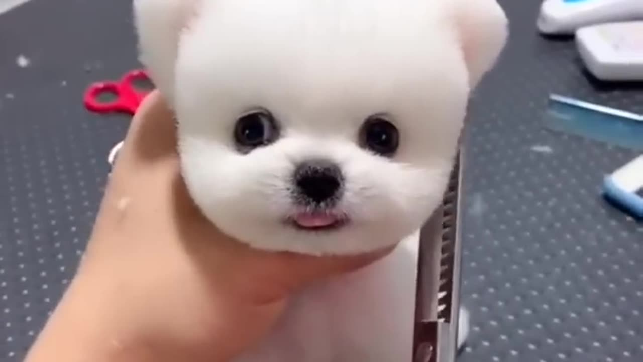 very cute 😍😍😍😍😍😍