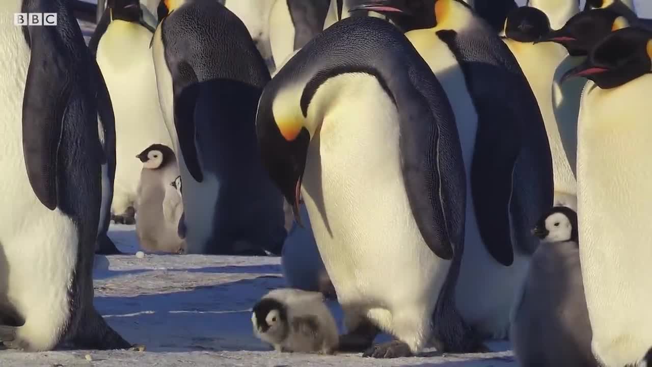 Baby Penguin Tries To Make Friends | Snow Chick: A Penguin's Tale | BBC Earth