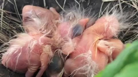 New baby birds