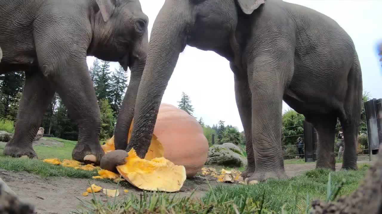 Elephant Smash Giant Pumpkins