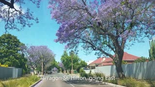 2021-11-25 Blossoming Season 11 - Jacaranda 2a