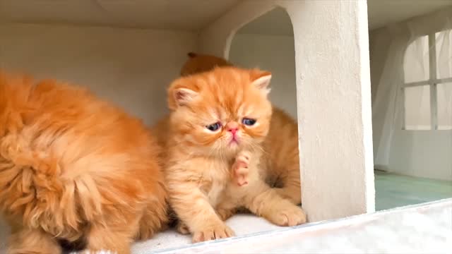 The family of the world's tiniest rescued kitten! Amazing New Cat House