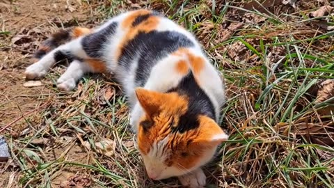 Cute Cat Sleeping (Relaxing Cat Video)