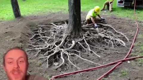 How trees root system works
