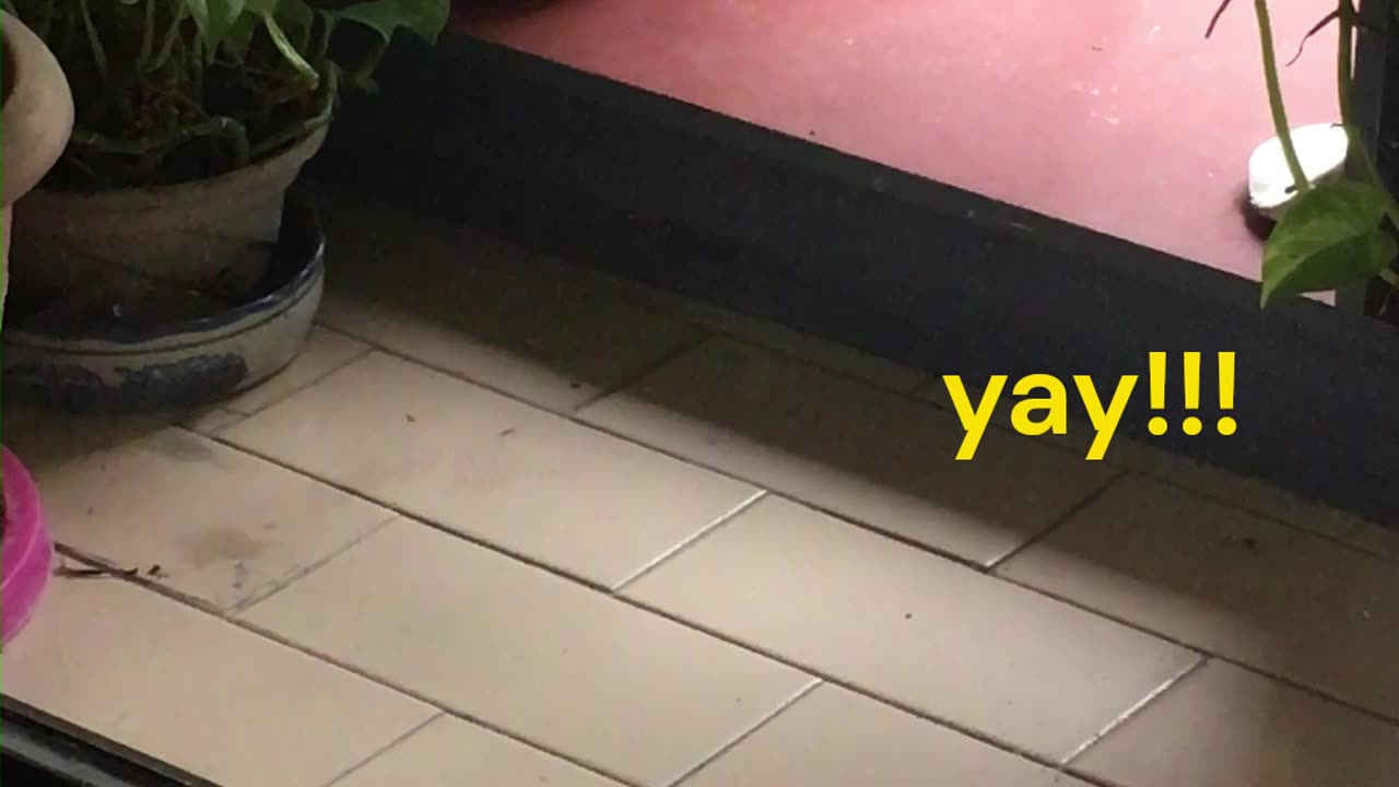 cat is embarassed