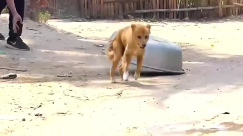 FUNNY DOGS VIDEO