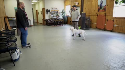 Leash Reactive Dog Training