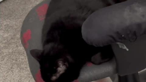 Cute Precious Piper Naps During Her Lunch Hour - Adopting a Cat from a Shelter Vlog #shorts