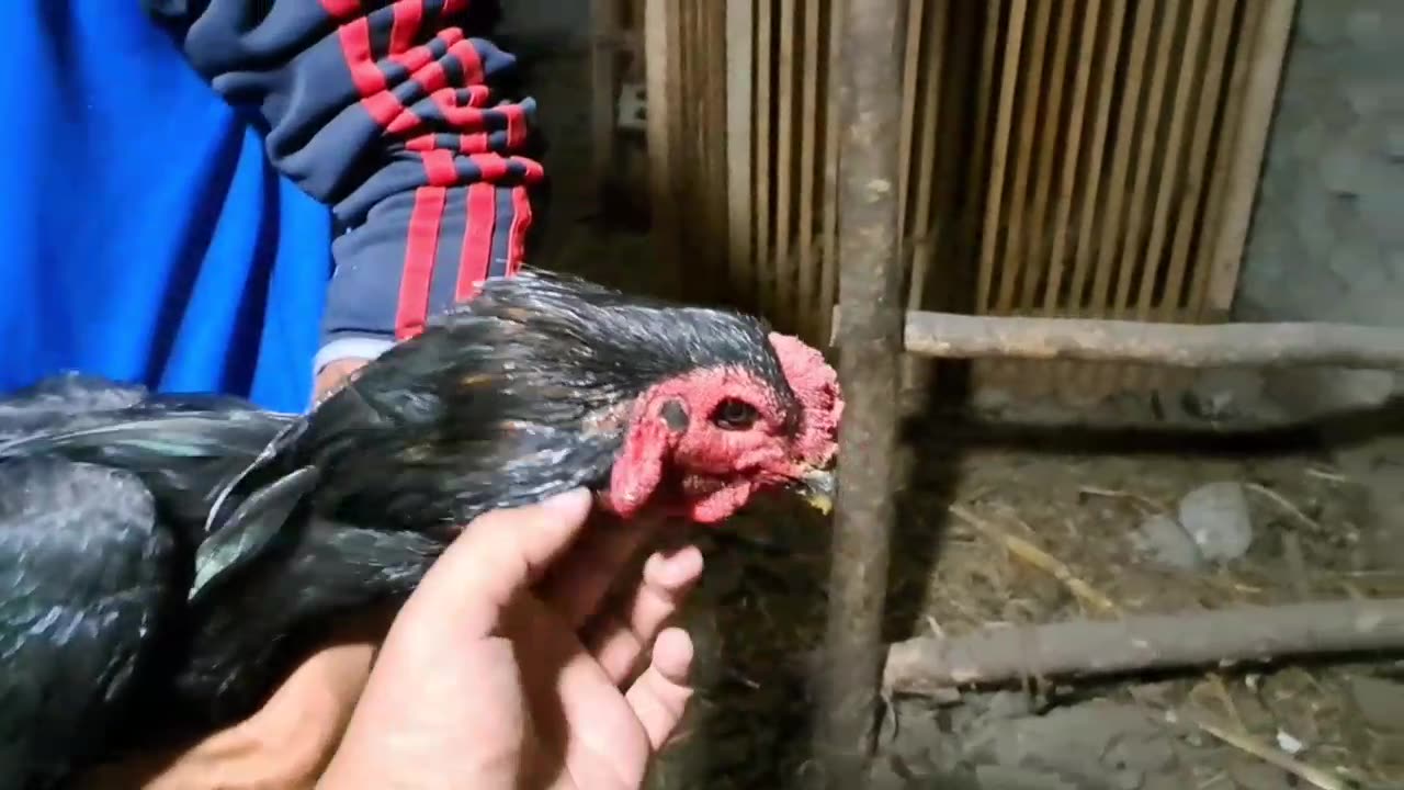 Fighting cock named the Black King