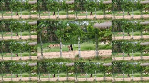 Villagedogs!! Black Labrador Retriever Make Funny With German Shepherd Dog Near Home #55