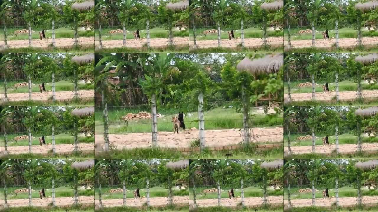 Villagedogs!! Black Labrador Retriever Make Funny With German Shepherd Dog Near Home #55